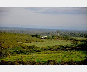 Cashew farm gallery