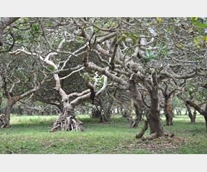 Cashew orchard in the Brong Ahafo Region of Ghana